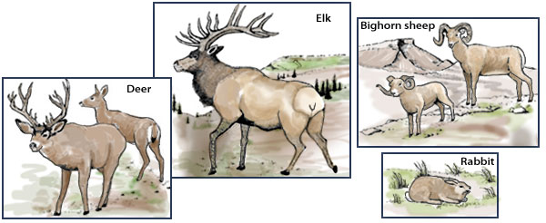 Deer, elk, bighorn, and rabbit. Pen-and-ink drawings by Lee R. Schmidlap, Jr.