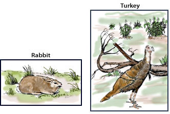 Rabbit and turkey. Pen-and-ink drawings by Lee R. Schmidlap, Jr.