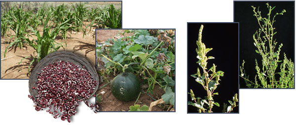 Domesticated and wild plant foods, Pueblo III period. Photos by Joyce Heuman Kramer (corn, beans, and squash)and Rick Bell (amaranth and goosefoot); copyright Crow Canyon Archaeological Center.