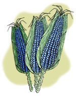 Corn. Illustration by Paul Ermigiotti; copyright Crow Canyon Archaeological Center.