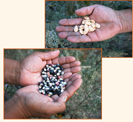 Squash seeds (top); corn seeds, or kernels (bottom).