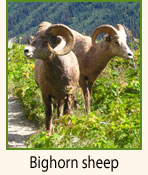 Bighorn sheep.