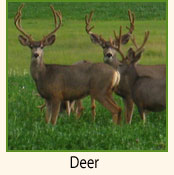 Deer.