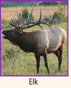 Elk.