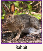 Rabbit.